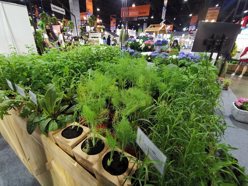 สมุนไพรต่างประเทศ  